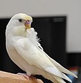 ハゴロモセキセイインコ（クリーム）