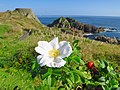 海岸に咲く白いハマナスの花と果実