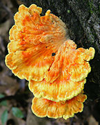 2007-06-27 Laetiporus sulphureus crop.jpg