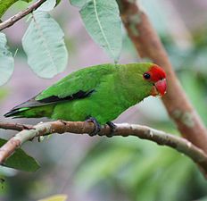 Inséparable d'Abyssinie (Agapornis taranta), Hauts plateaux.