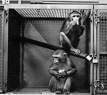 Two primates in a laboratory cage 77-cm primate cage.jpg