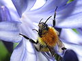 Bombus pascuorum (Scopoli 1763) en Bastavales, Brión, Galiza