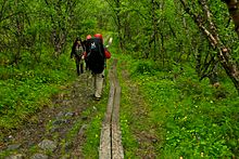 Forêt de bouleaux d'Abisko