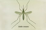 Miniatura para Aedes vexans