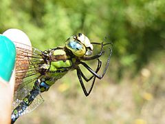 Material from Wiki Loves Dragonflies