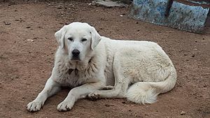 Akbaş (Hund)