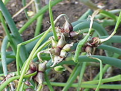 Allium × proliferum umjesto cvjetova formira grozdove malih lukovica