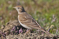 Calandrella brachydactyla brachydactyla