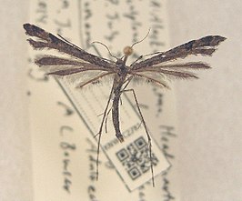 Amblyptilia pica