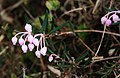 Rosmarinheide (Andromeda polifolia)