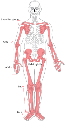 appendicular skeleton - definition of.