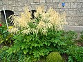 Aruncus dioicus ?