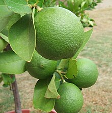 Lime Fruit