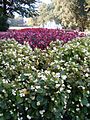 Massif de bégonias semperflorens