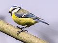 Eurasian blue tit