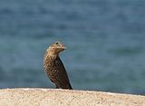 Female, late winter, Maharashtra, India