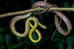 Description de l'image Boiga jaspidea, Jasper cat snake.jpg.