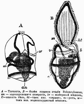 A — Tornaria, B — более поздняя стадия Balanoglossus; an — заднепроходное отверстие, br — жаберный мешок, C — полость тела, ht — так называемое «сердце», m — рот, w — так называемый водно-сосудистый мешок.