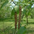 Kätzchen der Himalaya-Birke (Betula utilis)