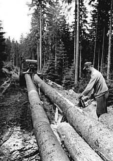 Staatlicher Forstwirtschaftsbetrieb Neuhaus am Rennweg 1981