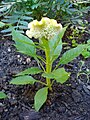 Yellow celosia