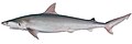 Australian blackspot shark (Carcharhinus coatesi)