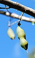 Pietinės kaštonpupės (Castanospermum australe) ankštys