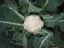 Cauliflower.jpg