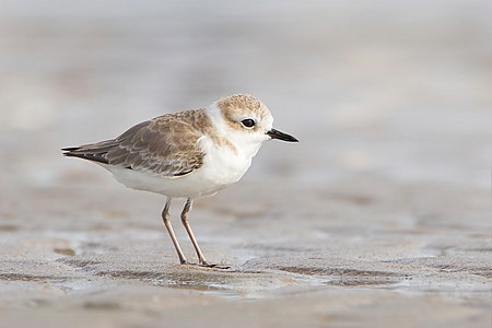 White-faced plover, by JJ Harrison