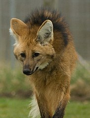 Le loup à crinière ou chrysocyon brachyurus a de longues pattes.