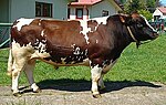 Miniatura para Clavel (raza bovina)