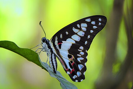 Ventral view