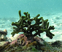 Codium cf. dwarkense?