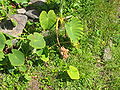 Colocasia esculenta - Habitus