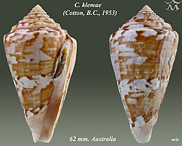 Conus klemae