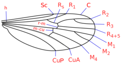 Asa de Corethrellidae com indicação das veias