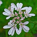 Umbel of Coriandrum sativum showing strong zygomorphy (asymmetry) in the outer flowers.