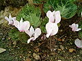 Miniatura para Cyclamen graecum