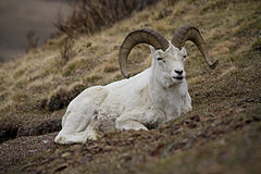 Dalli lumelammas (täiskasvanud jäär)