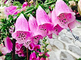 Piros gyűszűvirág (Digitalis purpurea)