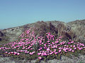 Dune recouverte de griffes de sorcière (Carpobrotus edulis) à Beauduc