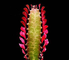 Euphorbia trigona forma rubra — портрет