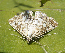 Elophila nymphaeata R0017024.JPG