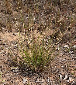 Eragrostis cummingii habit.jpg