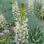 Vignette pour Eremurus lactiflorus