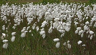 Linaigrettes à feuilles étroites.