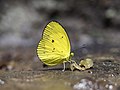 Spesies kupu-kupu Eurema celebensis