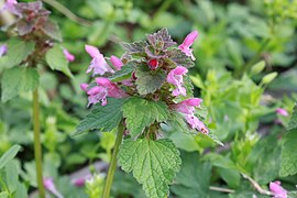 Red deadnettle