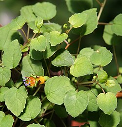Fuchsia procumbens 04. jpg