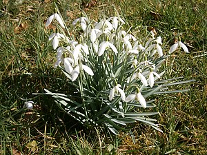 Des perce-neige le long d'un ruisseau à Ligneuville (cantons de l'Est).